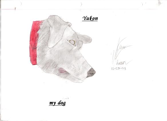 Yukon (my Dog)