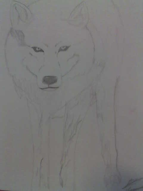 Kiba The White Wolf