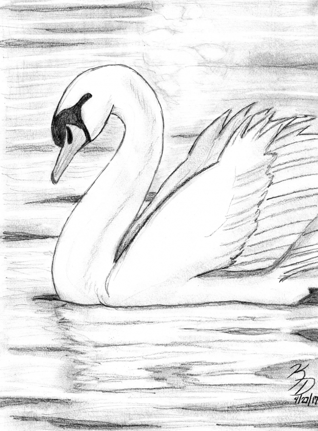 Graphite Swan