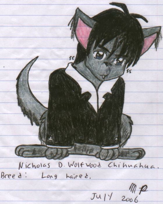 Wolfwood Chihuahua