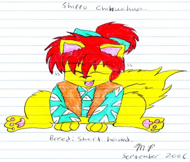Shippo Chihuahua
