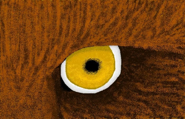 Wolf's Eye