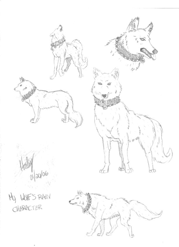 Wolf Sketches