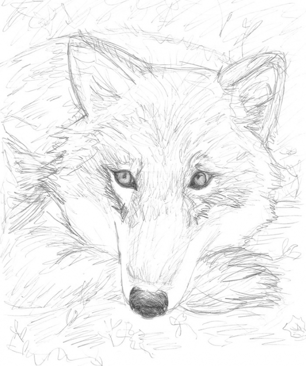 Wolfie #3