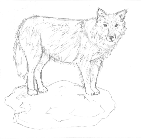 Wolfie #4