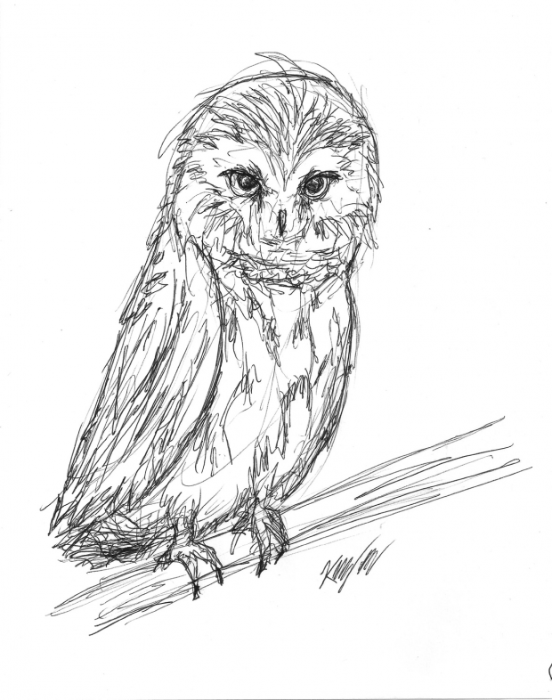 northern saw-whet owl.