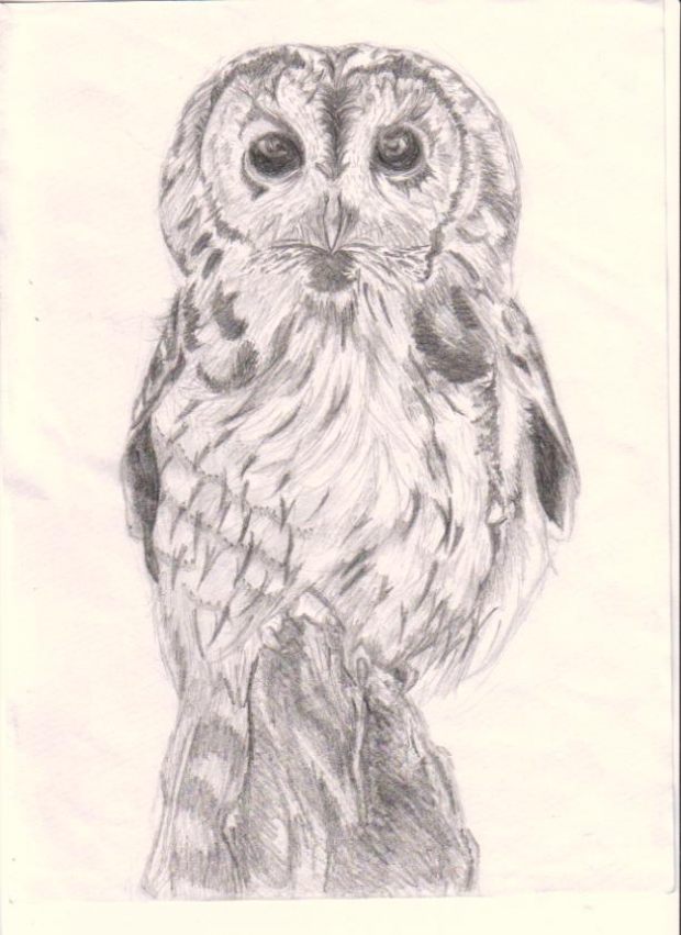 A Tawny Owl