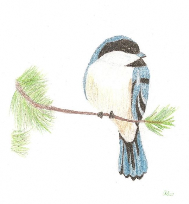 Chickadee~