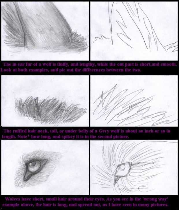 Basic Wolf Fur Sketching Tutor