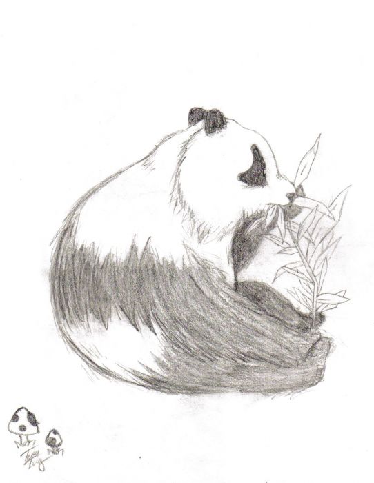 Panda