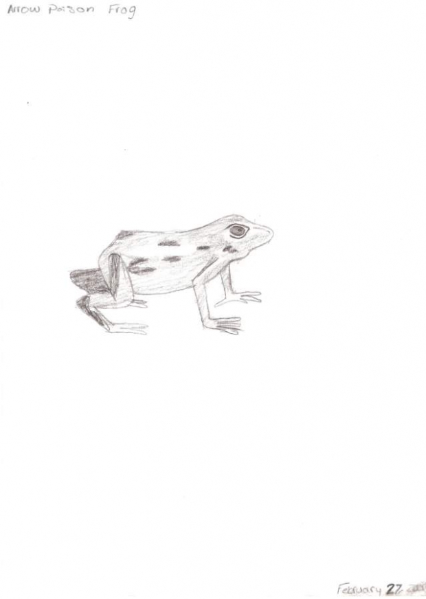 Poison Dart Frog