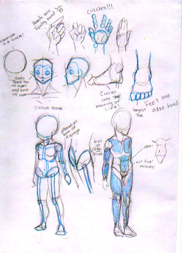 Twiliwolf's Human Anatomy Tutorial