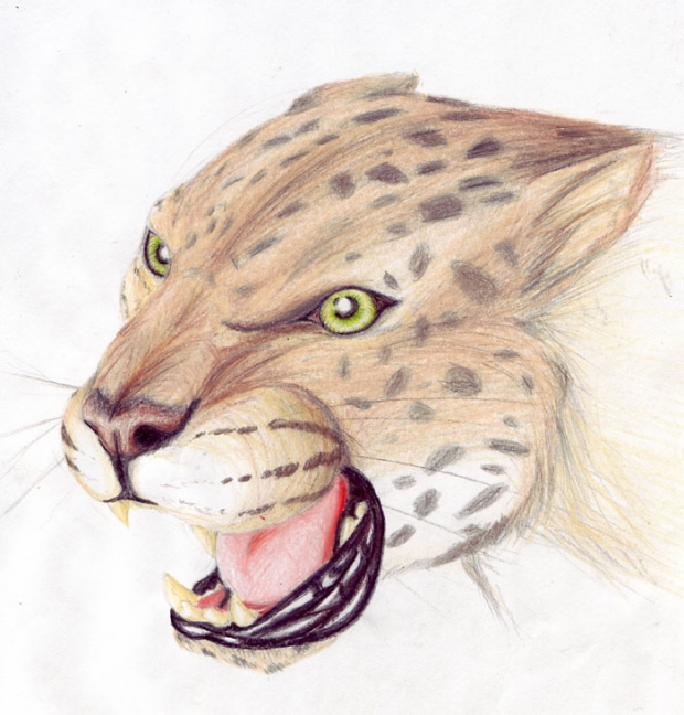 Cheetah Real