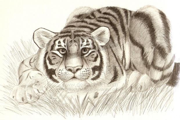 Tiger Realism!