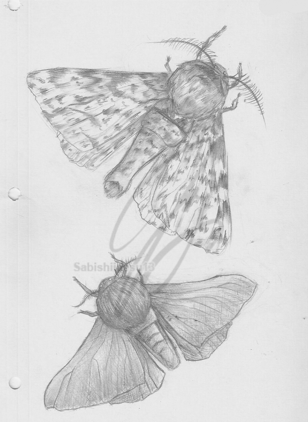 Peppered Moths Evolution