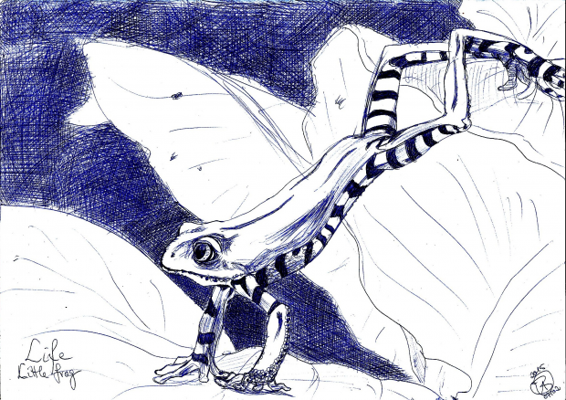 Little frog