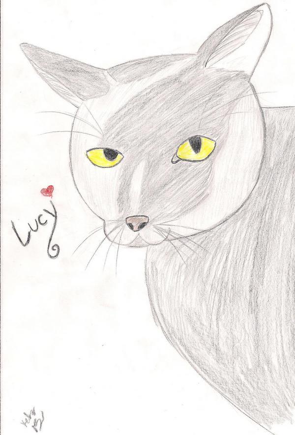 Lucy, the black cat