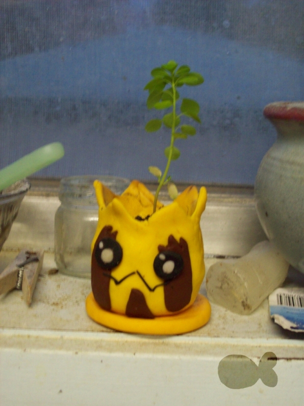 Sunkern pot plant