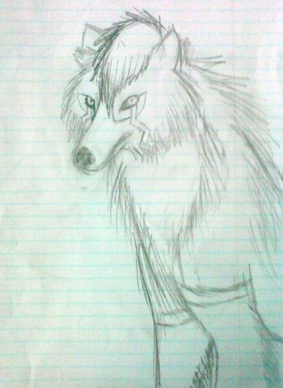 Wolf Sketch #2