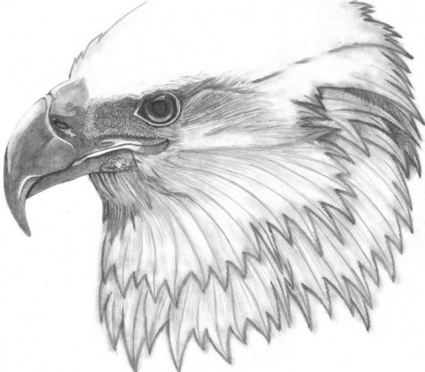 Polish Eagle..polish Pride