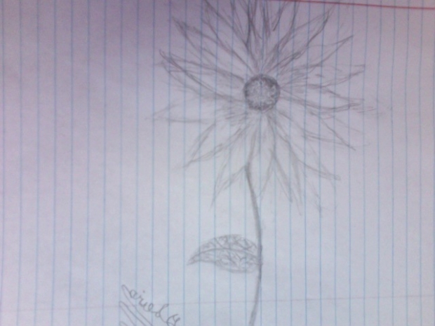 Sunflower or Daisy