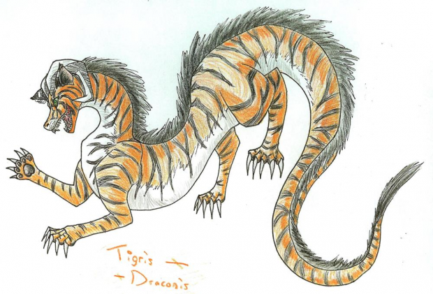 Tigris Draconis