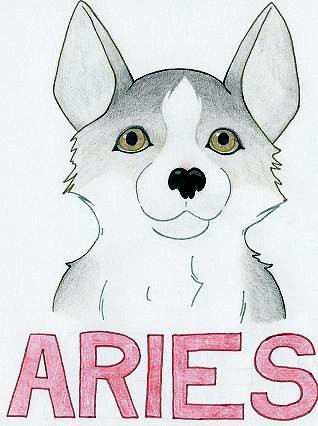 Aries (my Puppy)