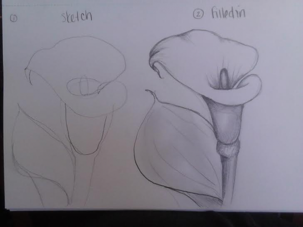 Calla Lily Sketch