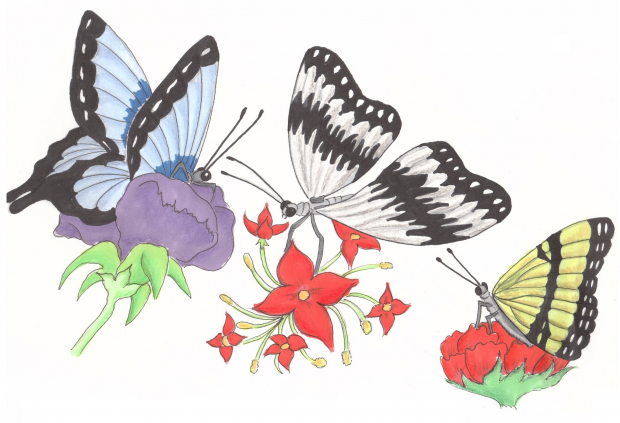 Butterflies In promarkers