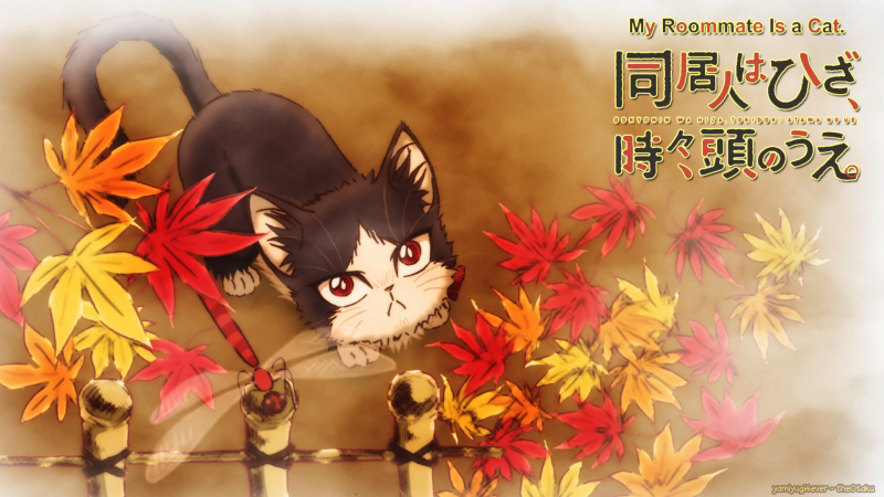 Haru Cat - Fall/Autumn 2020