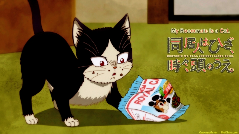 Haru Cat Food Wallpaper 2