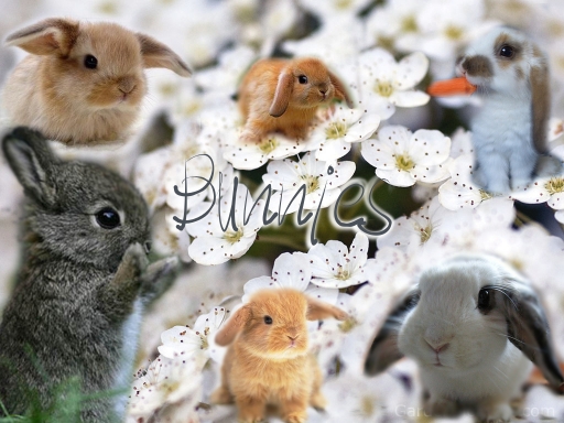 Bunnies