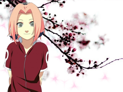 Sakura Cherry Blossoms