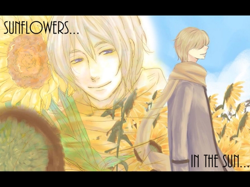 Sunflowers in the Sun