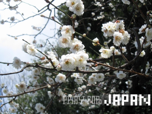 [White flower]