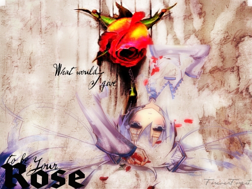Your Rose