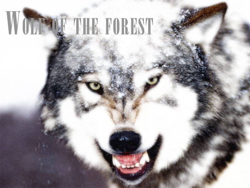 Wolf of the forest
