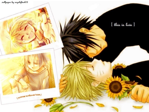 Summer Sunflower Haze