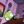 Gir00