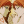Animeangel250