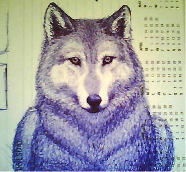 Wolf Pen Sketch
