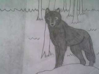 Black Wolf