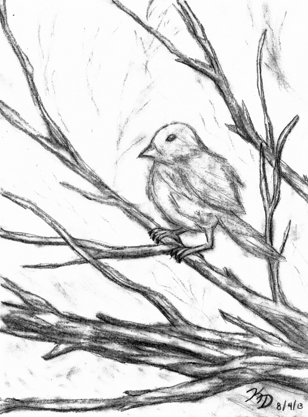 Fluffy Bird in a Tree (Charcoal&Pencil)