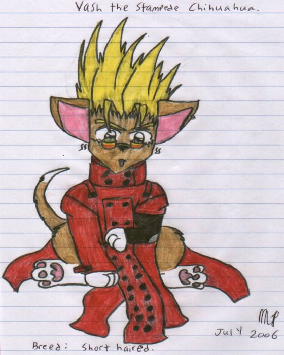 Vash Chihuahua