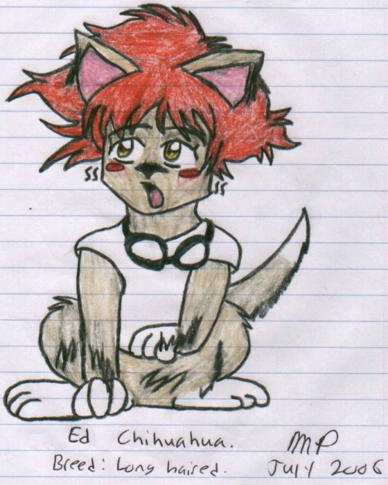 Ed Chihuahua