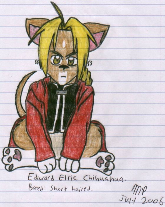 Ed Elric Chihuahua