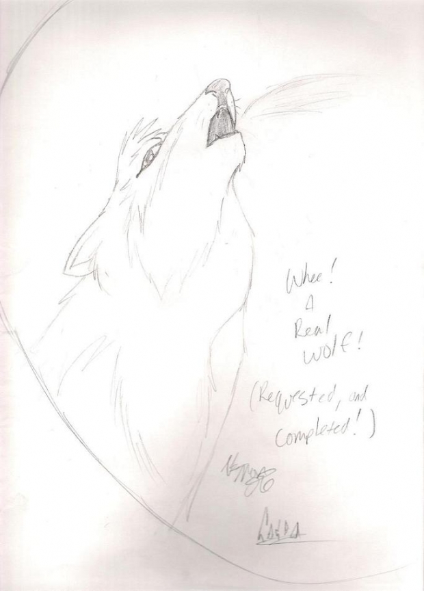 Wolfy For Inu Yasha Puppy (finally)