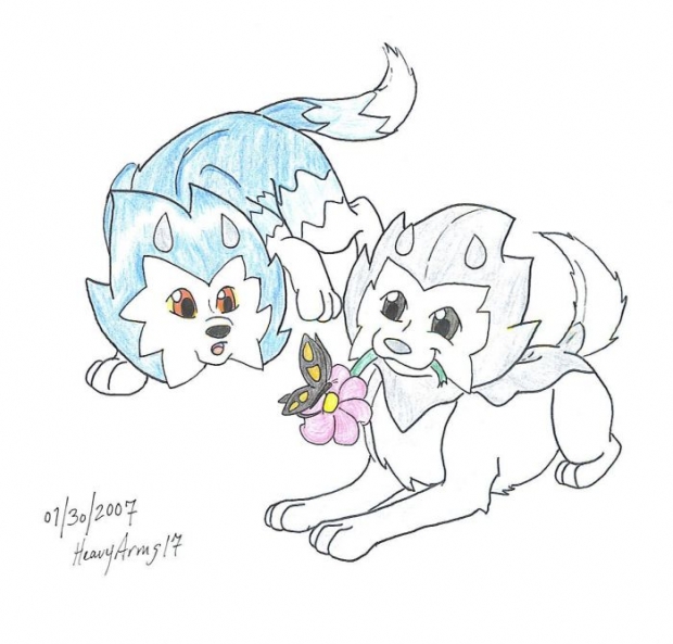 Young Grey Wolf And Tiger