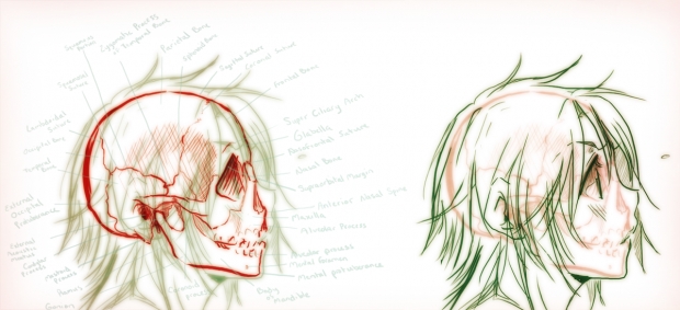 Skull Anatomy