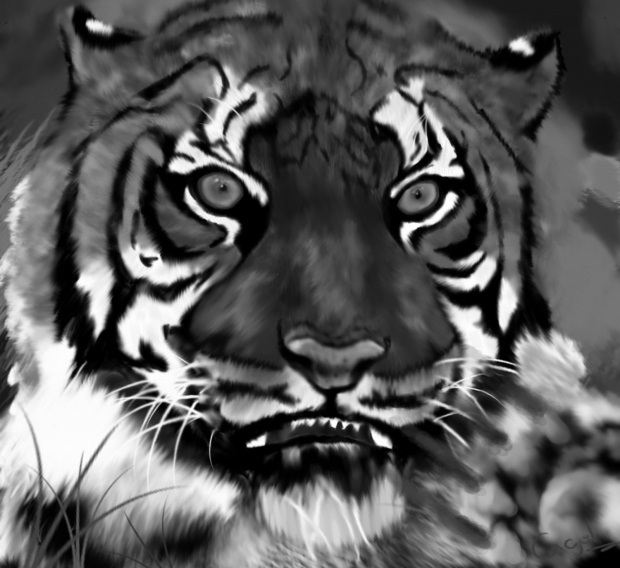 Bengal Tiger